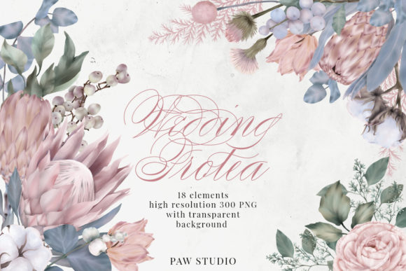 Wedding Protea Cotton Flowers Clipart: A Designer's Botanical Toolkit